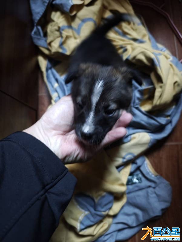 wechat_upload177236019169a411ff8c237