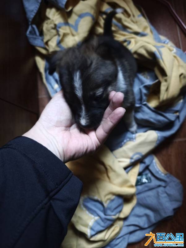 wechat_upload177236019269a412007f194