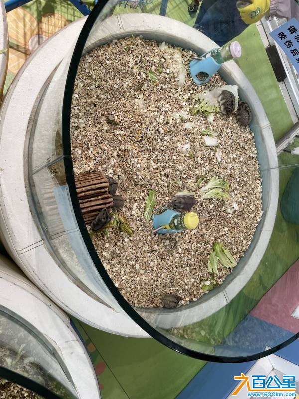 wechat_upload177346018469b4dad8bd9d5