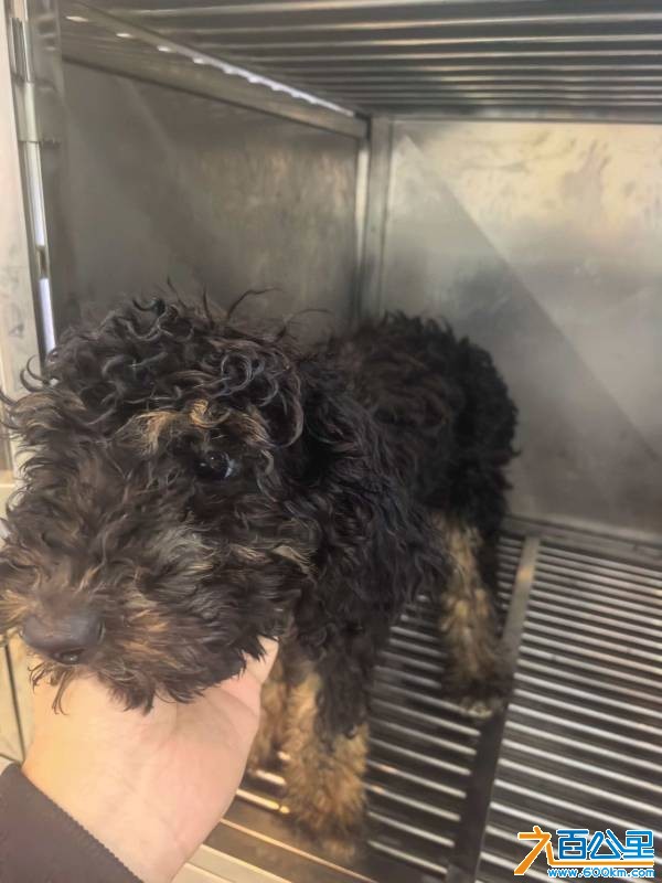 wechat_upload177347479969b513ef268ba